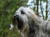 Hairballs in dogs
