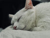 7 Cat Emergencies: How to Know What’s Urgent and What to Do