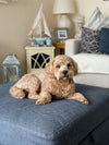 Cockapoo Neutering Explained: Benefits, Timing, and What to Expect