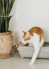 Blocked bladder in cats