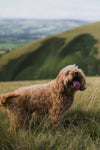 Puppy Dental Care: Looking After Your Cockapoo’s Teeth from Day One