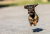Puppy Dental Care: Looking After Your Miniature Dachshund Puppy’s Teeth from Day One