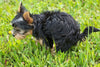 Bowel incontinence in dogs