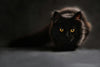 Bowel incontinence in cats