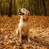 Can dogs eat leaves? 4 reasons dogs eat leaves and what to do