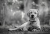 Preparing Your Labrador Puppy for Adulthood
