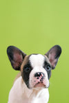 French Bulldog Neutering Explained: Benefits, Timing, and What to Expect