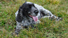 Preparing Your Cocker Spaniel Puppy for Adulthood