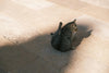 Anal Gland Problems in Cats: What Every Owner Should Know