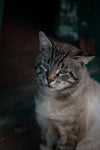 Caring for senior cats: What to look out for