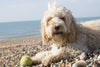 A Practical Guide to Skin and Ear Care for Cockapoo Puppies