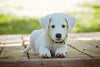 Keeping Your Puppy Healthy: Simple Steps to Prevent Fleas, Worms and Other Parasites