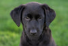 Understanding Puppy Anxiety in Labradors: What Every New Owner Should Know