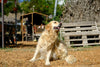 Allergies in dogs