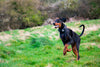 Dilated Cardiomyopathy in Dogs