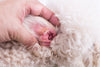 Ear infections in dogs