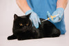 Microchipping Cats - what you need to know