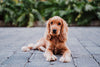 Cocker Spaniel Puppy Health: Common Issues to Watch For