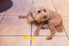 Bilious Vomiting Syndrome in Dogs: Why Your ‘Healthy’ Dog Vomits Yellow Bile in the Morning