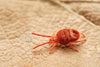 Harvest mites in dogs