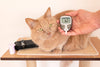 Blood glucose curve in cats