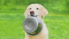 Elimination diet for dogs: how to do a diet trial