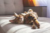 Sunburn in Cats: Signs, Treatment and Prevention