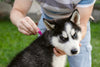 Responsible use of spot-on parasiticides - A vet's guide