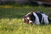 dog lying in field