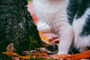 Cat limp