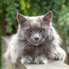 8 common health problems to look out for in senior cats