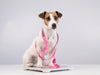 dog on weighing scales