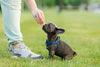 French Bulldog Puppy Training 101: Essential Tips