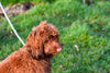 Cockapoo on lead in grass