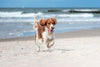 Travelling with your dog this year? A comprehensive guide to parasite prevention