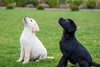 Labrador Puppy Training 101: Essential Tips