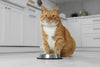 Elimination diet for cats: how to do a diet trial