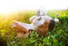 Sunburn in Dogs: Signs and What to Do