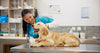 Discuss with your vet the best time for your dog’s spay based on their individual needs.