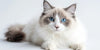 7 reasons why Ragdoll cats make great pets and what health conditions to look out for