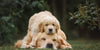 Golden Retrievers: who they are, why they make great family companions and health conditions affecting the breed