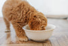 The Complete Cockapoo Puppy Feeding Guide