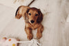 Miniature Dachshund Puppy Health: Common Issues to Watch For