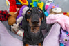5 Signs of Phantom Pregnancy in Dogs