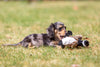 Your New Miniature Dachshund Puppy: The Essentials