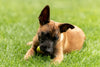 Common Health Issues: What Every Puppy Owner Should Know