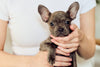 Your New French Bulldog Puppy: The Essentials