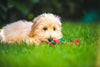 Cockapoo Puppy Health: Common Issues to Watch For