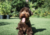 Heat Stroke in Dogs: Symptoms, Emergency Care and Prevention