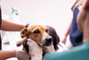 5 Dog Emergencies: How to Know What’s Urgent and What to Do
